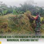 Semangat Kebersamaan, Babinsa Serui Bantu Warga Panen Padi di Kosiwo