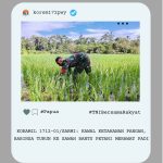 Sarmi Timur, 23 Juni 2026 – Komitmen TNI AD dalam mendukung program ketahanan pangan nasional terus diwujudkan melalui berbagai kegiatan pendampingan kepada masyarakat. Seperti yang dilakukan Babinsa Kampung Sewan Koramil 1712-01/Sarmi, Koptu Agus Riyanto, yang turun langsung membantu petani melakukan perawatan tanaman padi di Kampung Sewan, Distrik Sarmi Timur, Kabupaten Sarmi, Selasa (23/06/2026).